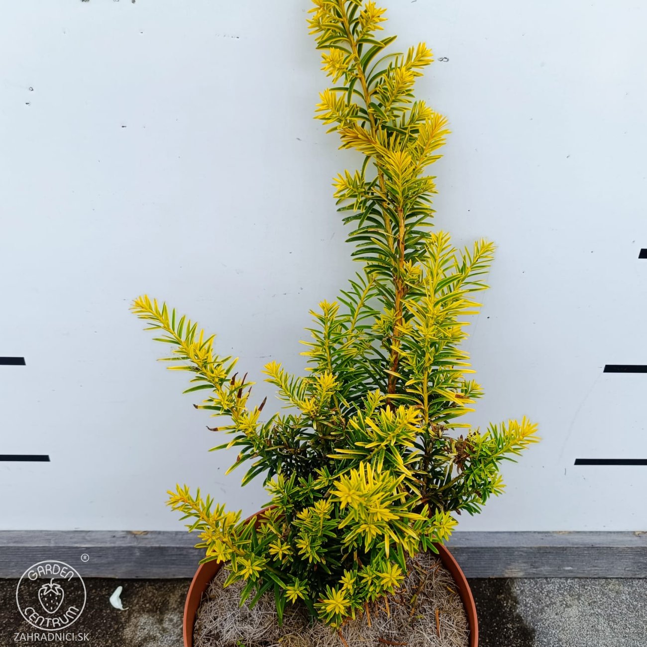 Obrázok Tis japonský (Taxus cuspidata) ´AURESCENS´ - výška 20-30 cm, kont. C3L